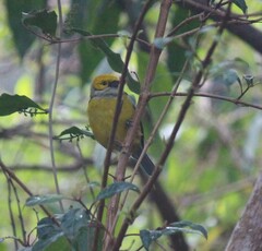 Tangara icterocephala