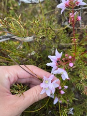 Boronia floribunda