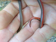 Atractus zidoki