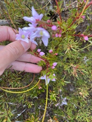 Boronia floribunda