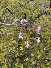 Boronia floribunda