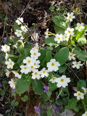 Primula vulgaris image