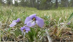 Viola pedata