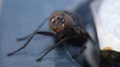 Calliphora vicina