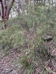 Grevillea sericea