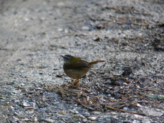 Myiothlypis rivularis