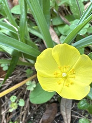 Crocanthemum carolinianum