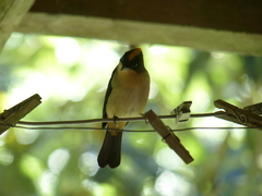 Trichothraupis melanops