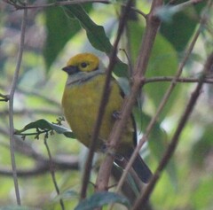 Tangara icterocephala