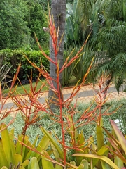 Aechmea blanchetiana