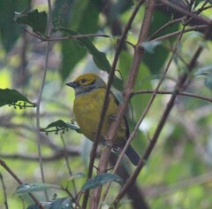 Tangara icterocephala