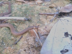 Atractus zidoki