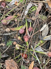 Sarracenia psittacina