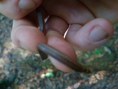 Atractus zidoki