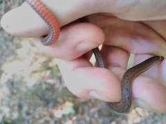 Atractus zidoki