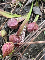 Sarracenia psittacina