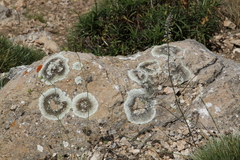 Hyperphyscia adglutinata