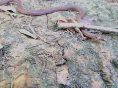 Atractus zidoki