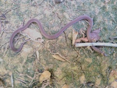 Atractus zidoki