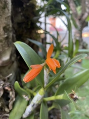 Guarianthe aurantiaca