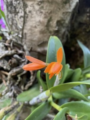 Guarianthe aurantiaca