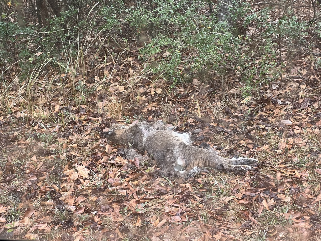 Bobcat from Modelle Bryars Rd, Perdido, AL, US on January 19, 2023 at ...