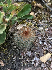 Mammillaria rhodantha
