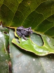 Proceratophrys renalis