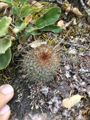 Mammillaria rhodantha