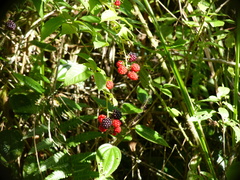 Rubus urticifolius