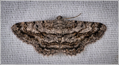 Psilalcis isombra