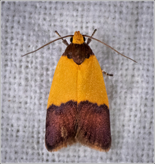 Heteroteucha dichroella