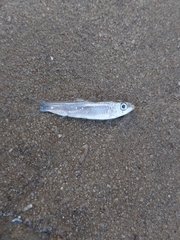 Clupeonella cultriventris