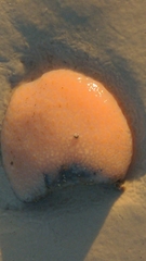 Aplidium stellatum