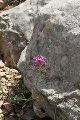 Erysimum bastetanum