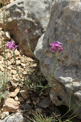 Erysimum bastetanum