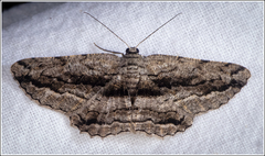 Scioglyptis canescaria