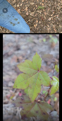 Liquidambar
