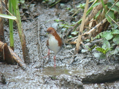 Laterallus leucopyrrhus
