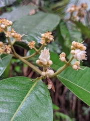 Myrtaceae