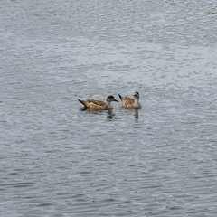 Lophonetta specularioides