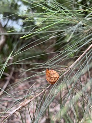 Allocasuarina