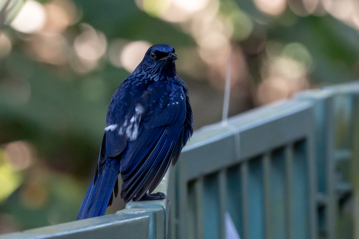 Blue Whistling Thrush