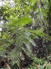 Cyathea arborea