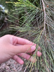 Allocasuarina