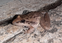 Ptychadena anchietae