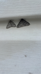 Phigalia strigataria