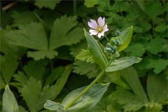 Cerastium davuricum