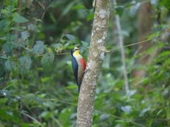 Melanerpes flavifrons