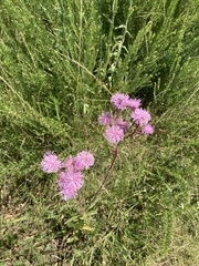 Campuloclinium macrocephalum